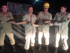 Jiboia de 2 metros é encontrada em motor de ambulância em São Luís do Curu, no Ceará