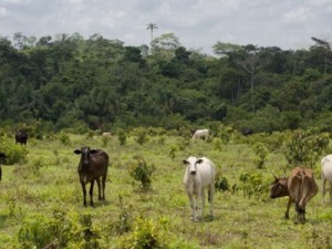 Pecuária derrubou mais de 800 milhões de árvores na Amazônia brasileira em 6 anos, aponta estudo