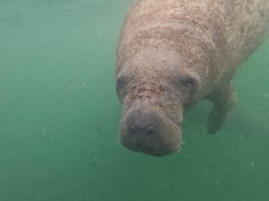 Peixe-boi solto no Ceará viajou 5 mil km até o Caribe; maior percurso conhecido da espécie