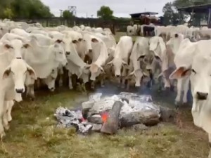 Produtor rural faz fogueiras para aquecer gado do frio em MS