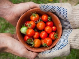 Como a agricultura familiar pode reduzir a vulnerabilidade alimentar no Brasil