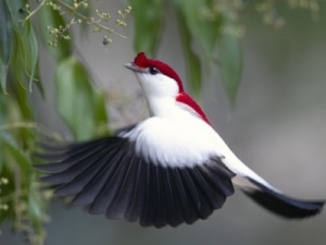 Soldadinho-do-araripe e outras dez espécies do Ceará aparecem como 'criticamente em perigo' de extinção em nova lista do ICMBio