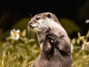 Fofa, mas perigosa: lontra ataca três mulheres e manda uma delas para o hospital nos EUA