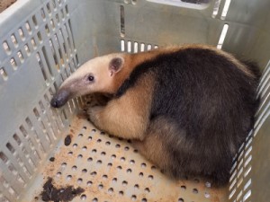 Agricultor salva tamanduá-mirim de ataque de cães na zona rural de Barbalha