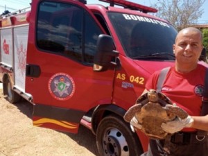 Bombeiros militares resgatam jabuti ameaçado de extinção em Crateús