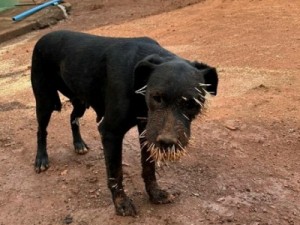 Na linha do 'se me atacar, eu vou atacar’, porco-espinho dá lição em 4 cachorros que o atacaram em MG