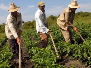 Calendário do Cadastramento do Garantia Safra desta semana em Barbalha