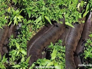 'Cafofo' das sucuris: jovem descobre toca de serpente gigante em MS