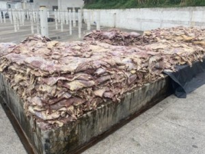 200 toneladas de carne podre que seriam vendidas são encontradas em fábrica em Carapicuíba, na Grande SP