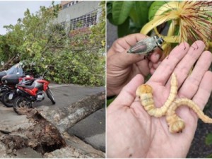 Besouro metálico: conheça o inseto que derruba várias árvores e virou dor de cabeça em Fortaleza