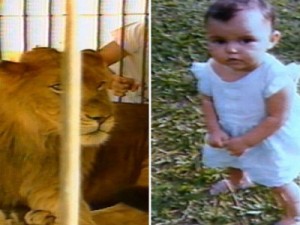 Conheça a história do leão 'criado como cachorro' que fugiu pelas ruas de Goiânia e matou criança