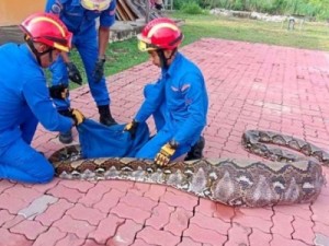 Píton de 7 metros que aterrorizava vilarejo é capturada com cabra no estômago