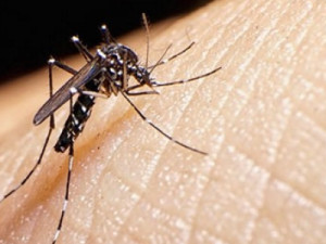 OMS alerta que a dengue se tornará problema global graças às mudanças climáticas