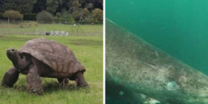 Tartaruga-gigante mais velha do mundo completa 191 anos; veja fotos