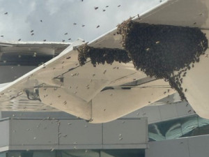 Avião é cercado por 'nuvem de abelhas' e passageiros esperam mais de 1 hora para desembarcar em Natal
