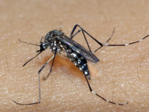 Minas Gerais vai decretar estado de emergência por causa da dengue