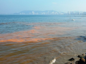 Maré vermelha: entenda o fenômeno raro que provoca danos à saúde