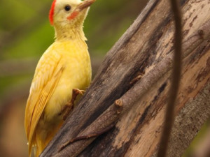 Pica-pau com mutação genética é fotografado em Minas Gerais