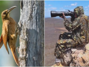 Pássaro ameaçado de extinção atrai observadores da Europa e Estados Unidos ao Brasil