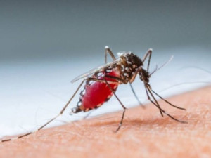 Dengue: sobe para 391 o número de mortes pela doença no Brasil