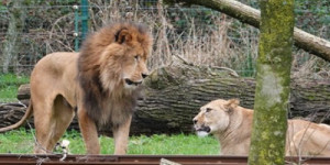 Leão arranca garganta de leoa durante momento de adaptação em zoológico na Bélgica; entenda
