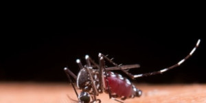 Estudo revela que chikungunya causa danos cerebrais e indica necessidade de mudanças no aten-dimento