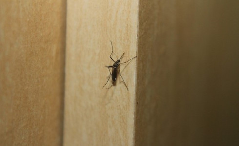 Cidade de São Paulo vai decretar estado de emergência por causa da epidemia de dengue