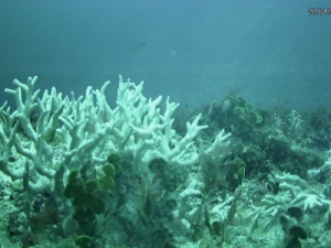 Branqueamento de corais na costa do Ceará traz alerta sobre aquecimento do oceano, diz cientistas