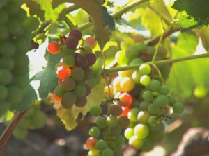 Produtores colhem uva em várias épocas do ano em Jundiaí