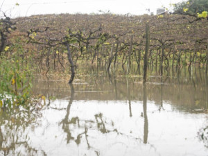 Temporais alagam vinhedos na Serra Gaúcha, e produtor diz: 'Nem imagino o tamanho do estra-go'