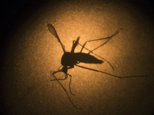 Brasil chega a 3 mil mortes confirmadas por dengue em 2024