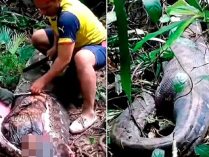 Corpo de mulher é encontrado dentro de cobra píton gigante na Indonésia