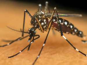 Segunda etapa da vacinação contra dengue no Ceará começa em julho; imunização vai ser ampliada para mais 23 cidades