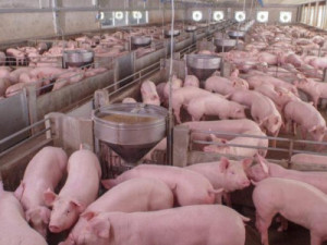 Boi e porco: Preços de carnes concorrentes têm menor diferença desde 2020; entenda cenário