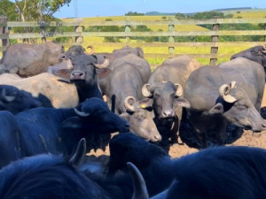 Inseminação de graça ajuda a melhorar genética do rebanho de búfalos