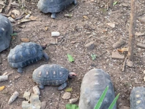 Ibama e Semace realizam soltura de 38 animais silvestres no Piauí