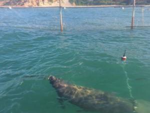 Fêmea de peixe-boi reabilitada no Ceará é encontrada morta com lixo no estômago