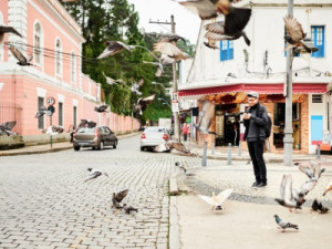 Aves urbanas estão repletas de bactérias resistentes a antibióticos, indica estudo