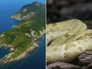 Ilha das Cobras: conheça (só que não) local em São Paulo tomado por serpentes que está na lista de proibidos para visitação humana