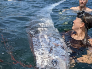 'Peixe do juízo final' é encontrado em praia na costa da Califórnia; espécie costuma ser vista an-tes de catástrofes