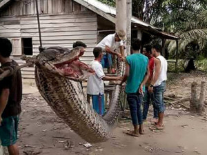 Marido encontra mulher sendo devorada por cobra píton em plantação na Indonésia