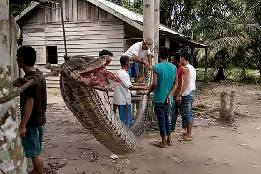 Marido encontra mulher sendo devorada por cobra píton em plantação na Indonésia