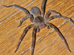 Picadas de aranhas são segunda causa de envenenamento no país