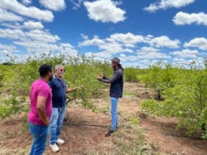 Em Mauriti, Ematerce orienta plantio de acerola para ser utilizada em indústria