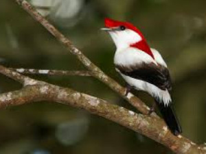 Turismólogo divulga pesquisa sobre o Soldadinho do Araripe em Arajara