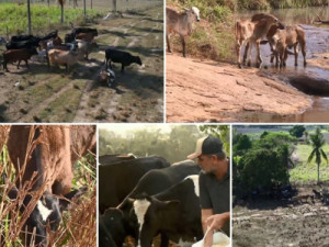 Seca e queimadas destroem pastagens e leite e derivados ficam mais caros para os consumidores