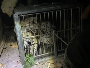 Polícia Militar Ambiental captura gato-maracajá no quintal de imóvel no município de Jardim