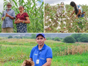 Hora de Plantar 2024/2025: SDA deve iniciar distribuição de sementes ainda em dezembro