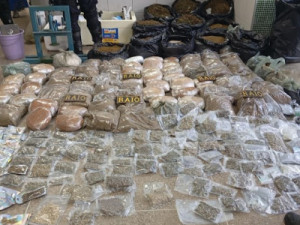 PM apreende no Crato mais de 120 kg de maconha além de haxixe e cogumelos