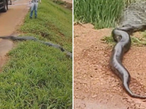 Motoristas param em rodovia para sucuri gigante atravessar pista em Goiás